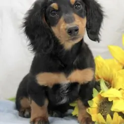 Mini Dachshund
