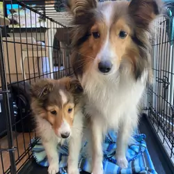 Sheltie puppies