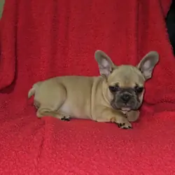 French Bulldog Pups