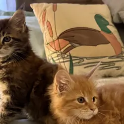 Maine Coon Kittens