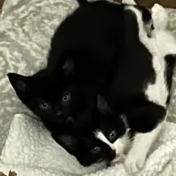 Kittens ( Free to good Home)