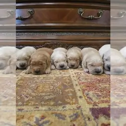 Golden Retriever Litter of Puppies For Sale in ELV