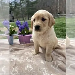 EXPECTING AKC GOLDEN RETRIEVERS