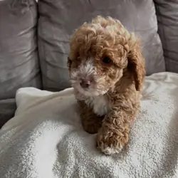Loving Cockapoo puppy looking for their lovely hom