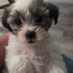 Shihtzu/Maltese Mix Puppies 7 weeks old playful