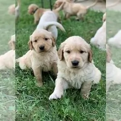 AKC GOLDEN RETRIEVER PUPPIES