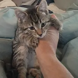 kitten
