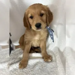 ADORABLE LITTLE GOLDEN RETRIEVER PUPPIES