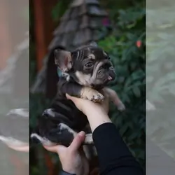 FRENCHIE FRENCH BULLDOG