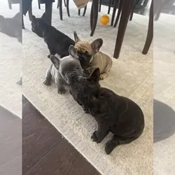 PREMIUM BLUE FRENCH BULLDOG PUPPIES