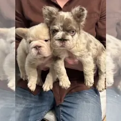 PINK PANTHER LITTER FLUFFY FRENCH BULLDOG BIG ROPE