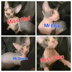 Sphynx kittens