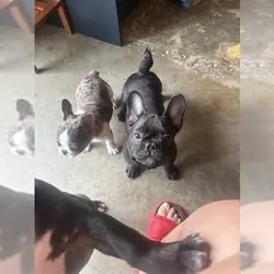 TOP QUALITY FRENCHIES VET CHECKED FAMILY RAISED