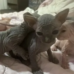 Male Sphynx kittens