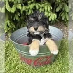 BOAZ Bernedoodle Puppy For Sale