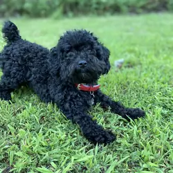 Five year-old toy poodle for sale