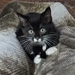 1 Yr old kitten/cat