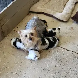 yorkshire terrier puppies
