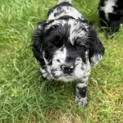 American Cocker Spaniel/Sheepadoodle Mix