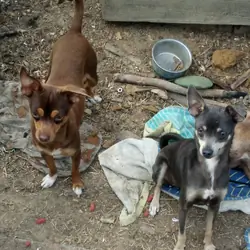 Ugly Chihuahuas