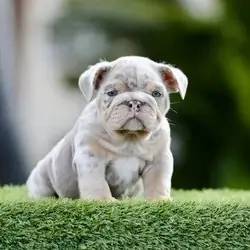 GUCCI LILAC TRI MERLE