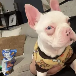 French Bulldog “Pink”