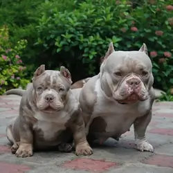 Adorable American Pocket Bully Puppies