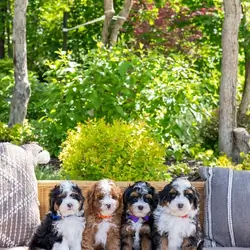 ✨ Mini Bernedoodle Puppies Ready for Loving Homes
