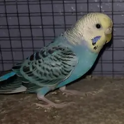 Blue, white, and yellow, black spotted parakeet