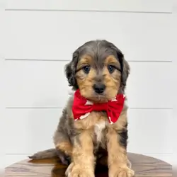 Max Bernedoodle Puppy