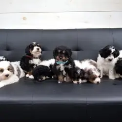 Luna Mini Bernedoodle