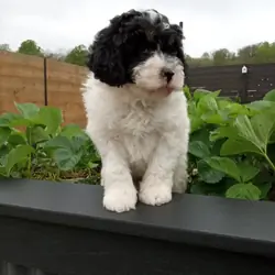 Lyric Mini Bernedoodle