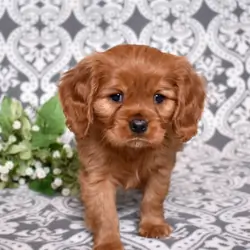 Charlie Cavalier King Charles Spaniel