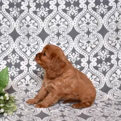 Female Cavalier King Charles Spaniel
