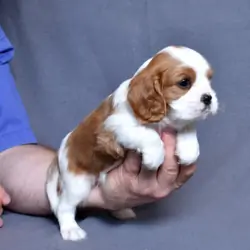 Joseph Cavalier King Charles Spaniel