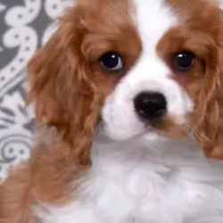Akc Cavalier King Charles Spaniel