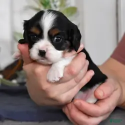 Peanut Cavalier King Charles Spaniel