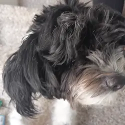 Shih Tzu terrier