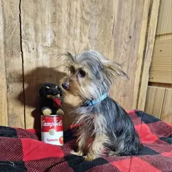 Yorkie Puppies