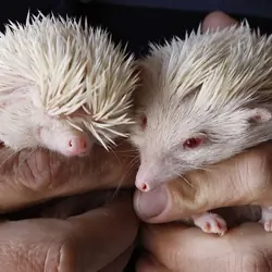 Baby hedgehogs
