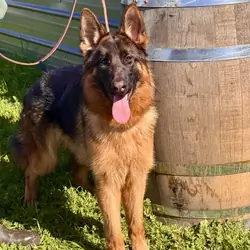 German shepherd puppy