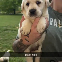 Labrador Retrievers
