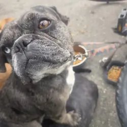 French bulldog
