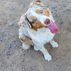 Red Merle Australian Shepherd Female