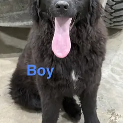 Mix Breed Pups