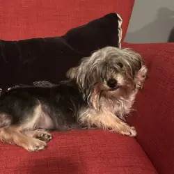 Sindel - yorkie