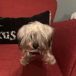 Peaches - yorkie