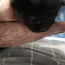 Kittens