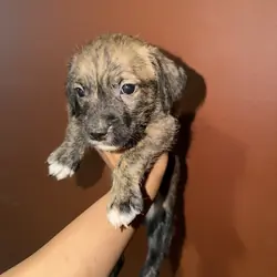 Pitbull bully labradoodle mix Puppies