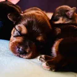Registered yorkies-Typical and Golden Sable parent